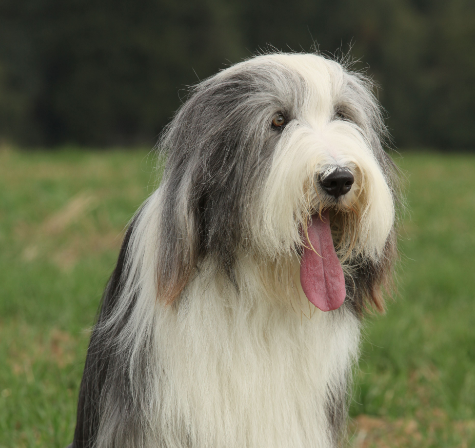 Bearded Collie