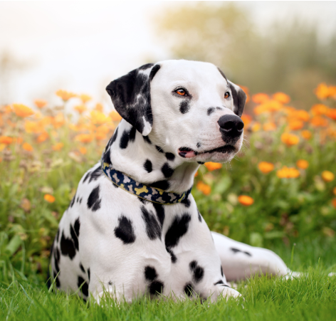 Dalmatian