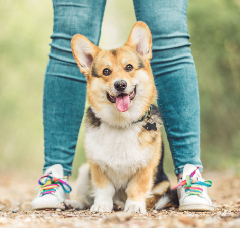 Pembroke Welsh Corgi