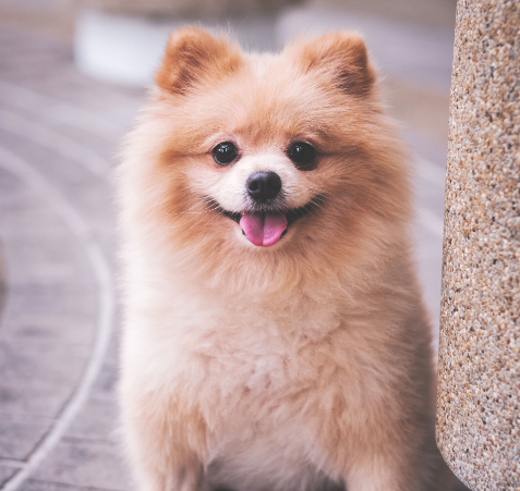 Pomeranian
