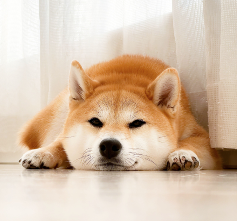 Shiba Inu