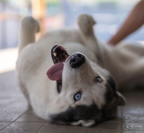 Siberian Husky
