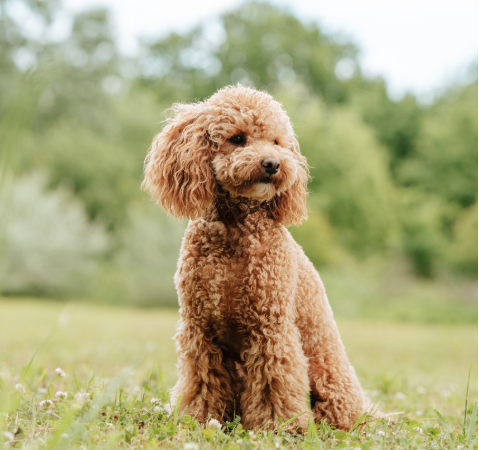 Toy Poodle
