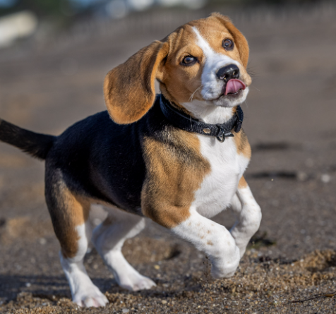 Beagle